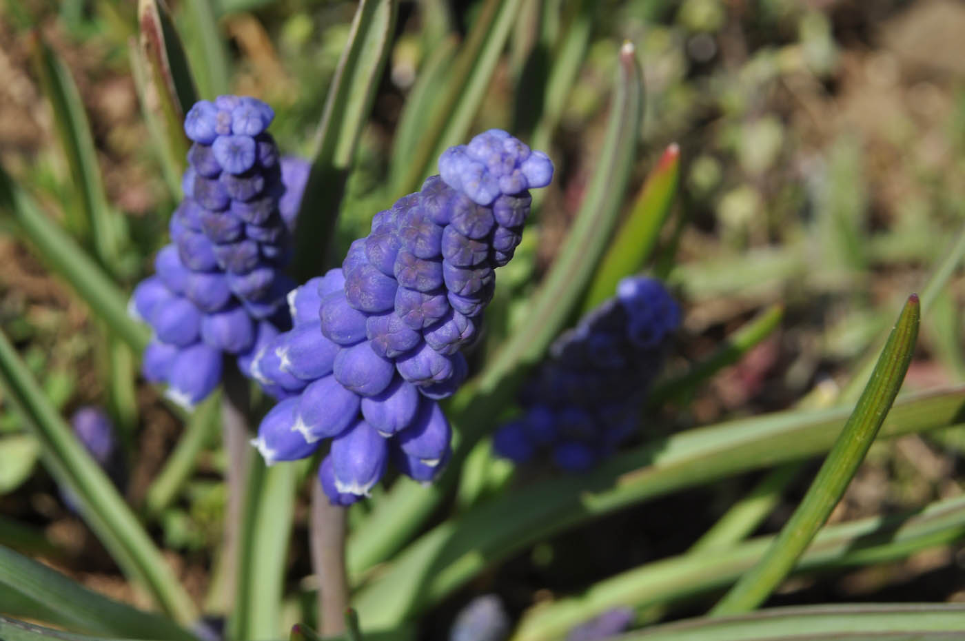 Изображение особи род Muscari.