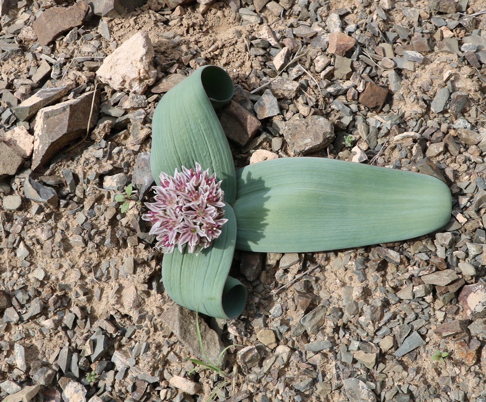 Image of Allium akaka specimen.