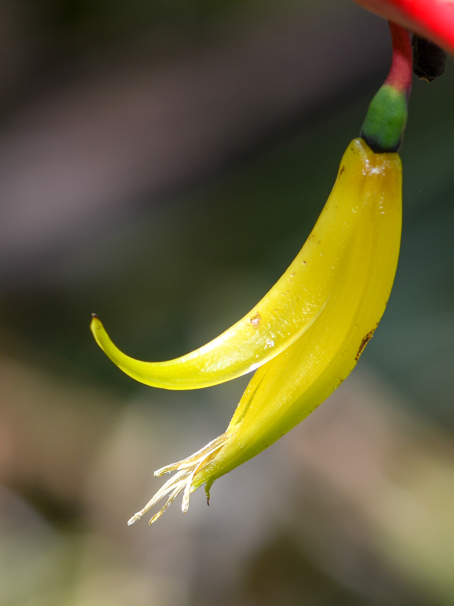 Image of Heliconia subulata specimen.