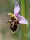 Ophrys oestrifera. Цветок. Краснодарский край, м/о город-курорт Анапа, окр. с. Большой Утриш, можжевеловый лес. 3 мая 2021 г.