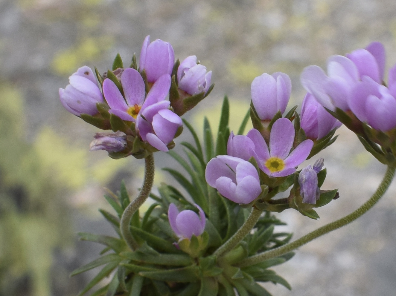 Image of Androsace halleri specimen.