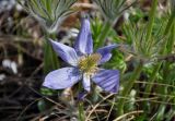 Pulsatilla patens. Цветок. Самарская обл., гор. округ Жигулёвск, гора Лысая, луговой склон. 03.05.2021.