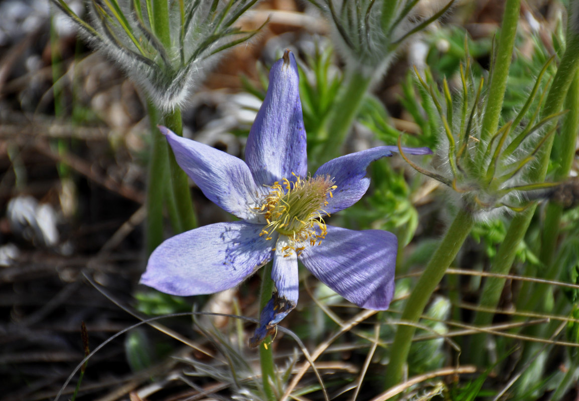 Image of Pulsatilla patens specimen.