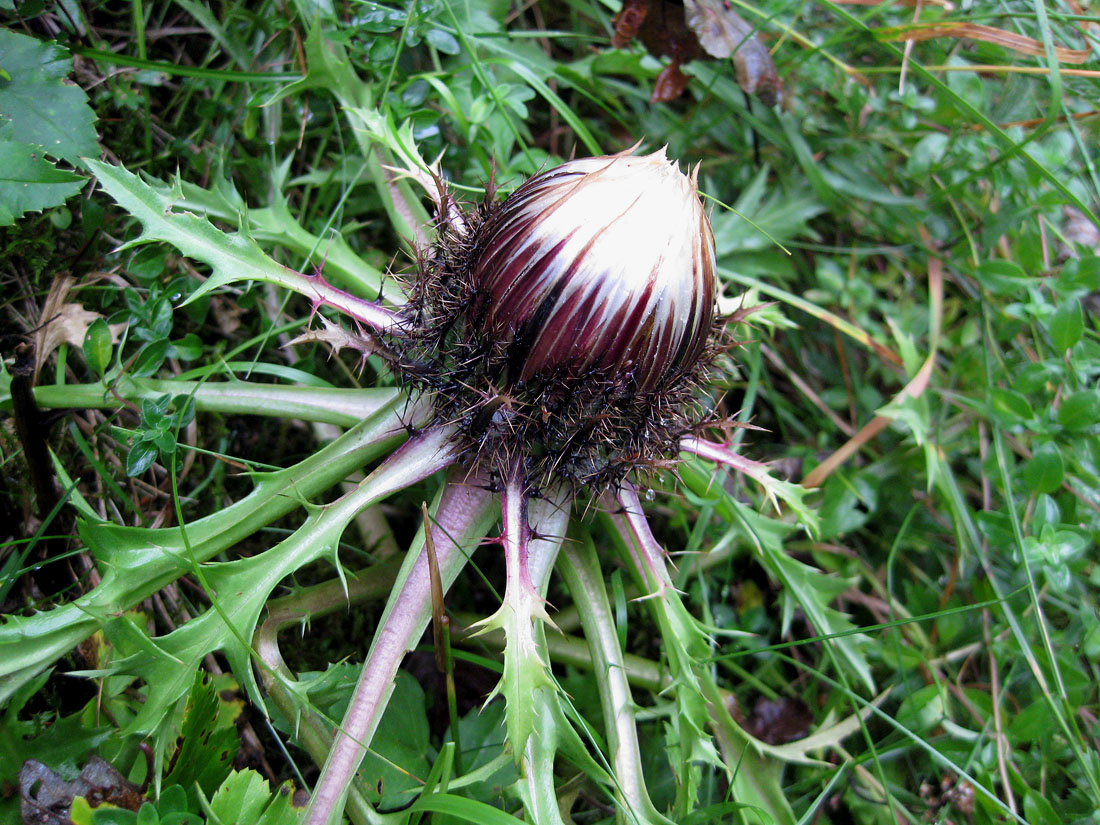 Изображение особи Carlina acaulis.