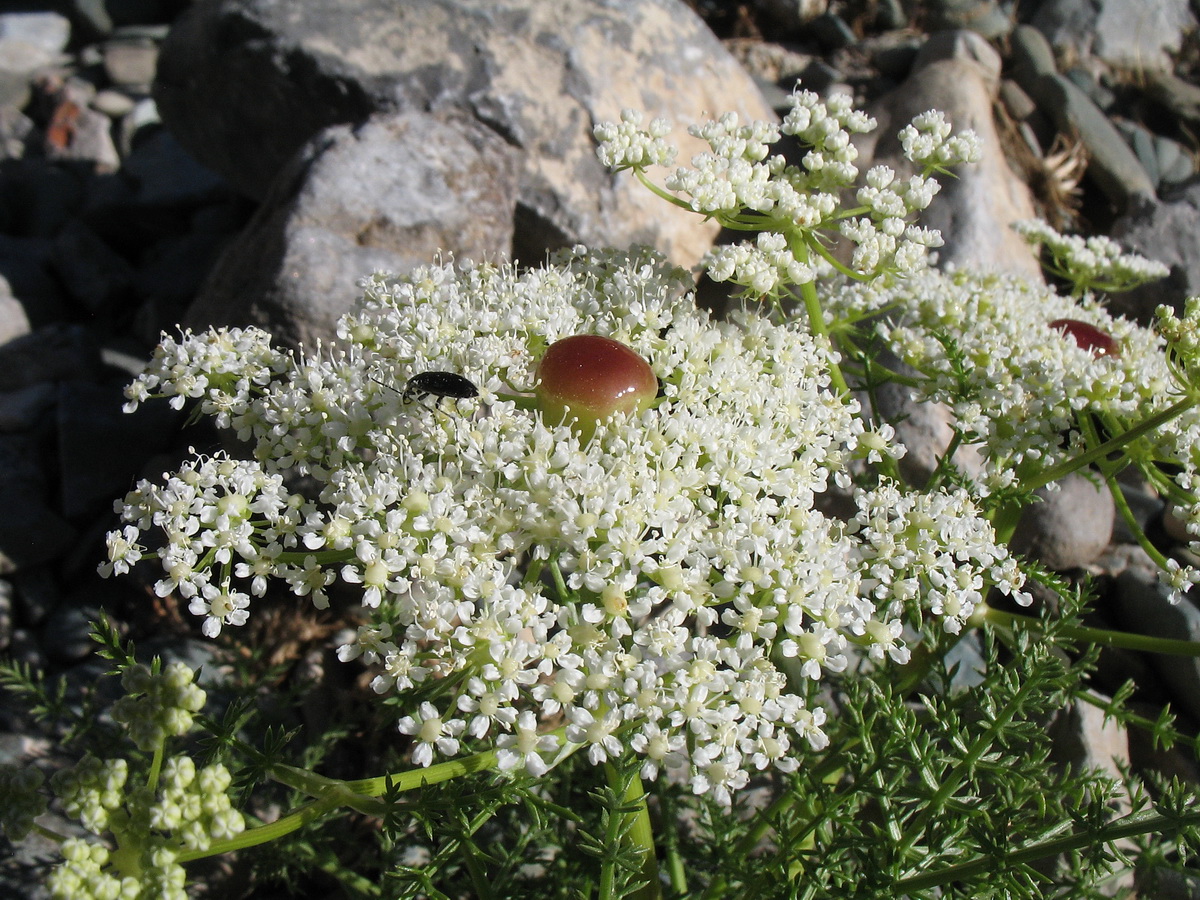 Image of Schrenkia involucrata specimen.