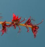 Acalypha wilkesiana. Верхушка пестичного соцветия. Израиль, Шарон, пос. Кфар Шмариягу. 05.05.2017.
