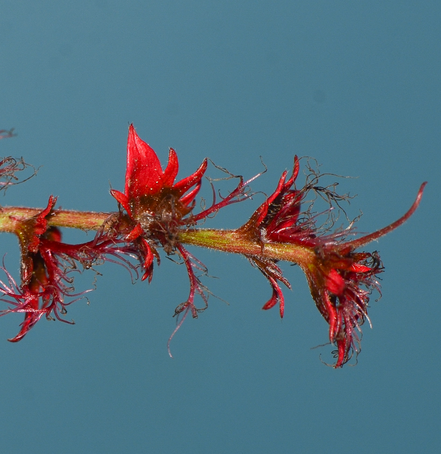 Изображение особи Acalypha wilkesiana.