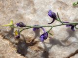 Delphinium peregrinum