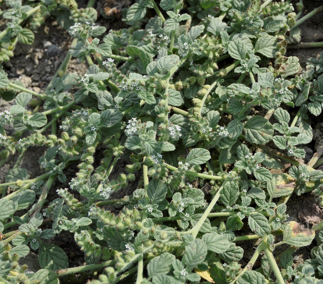 Изображение особи Heliotropium supinum.