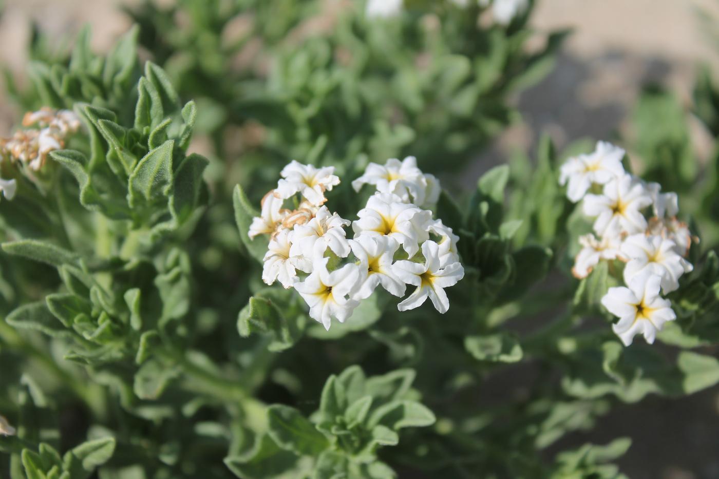 Изображение особи Argusia sibirica.