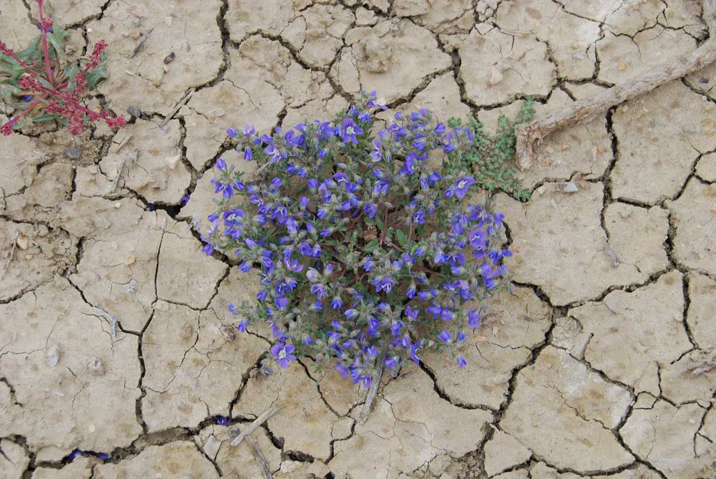 Image of Veronica amoena specimen.