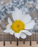 Tripleurospermum caucasicum