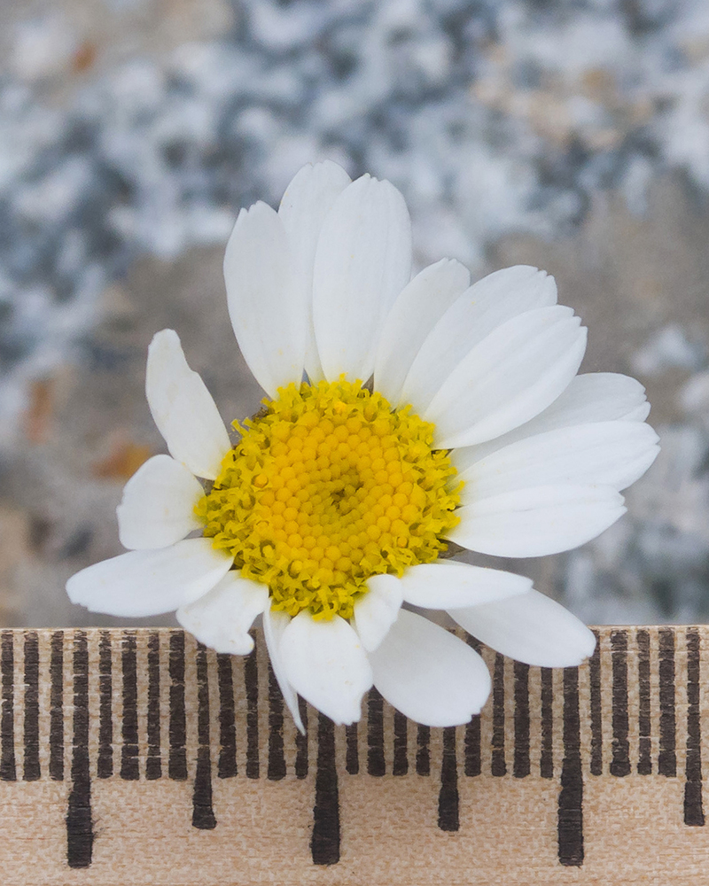 Image of Tripleurospermum caucasicum specimen.