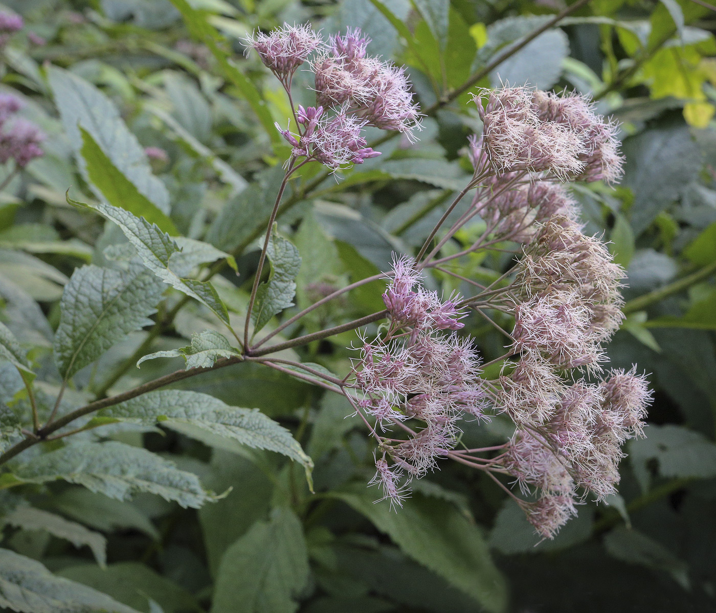 Изображение особи Eupatorium cannabinum.