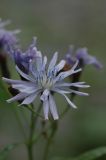 Lactuca sibirica