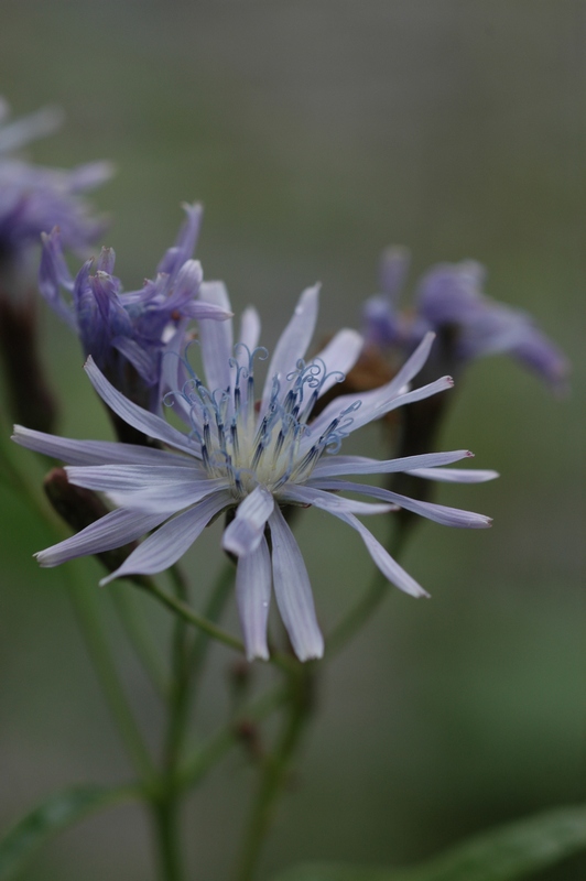 Изображение особи Lactuca sibirica.