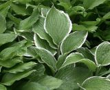 Hosta albomarginata