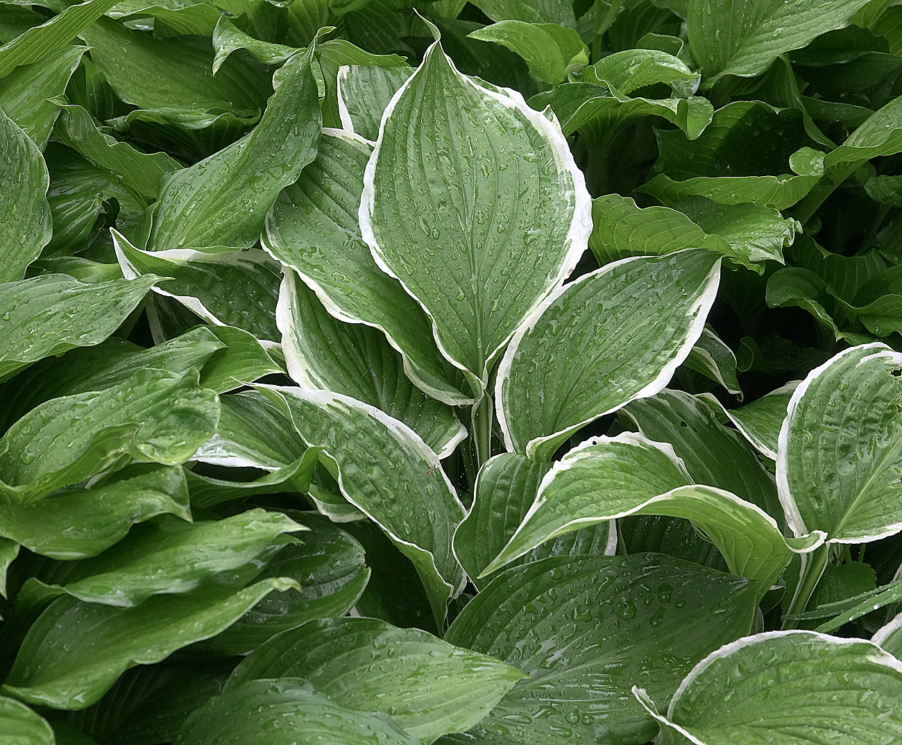 Image of Hosta albomarginata specimen.