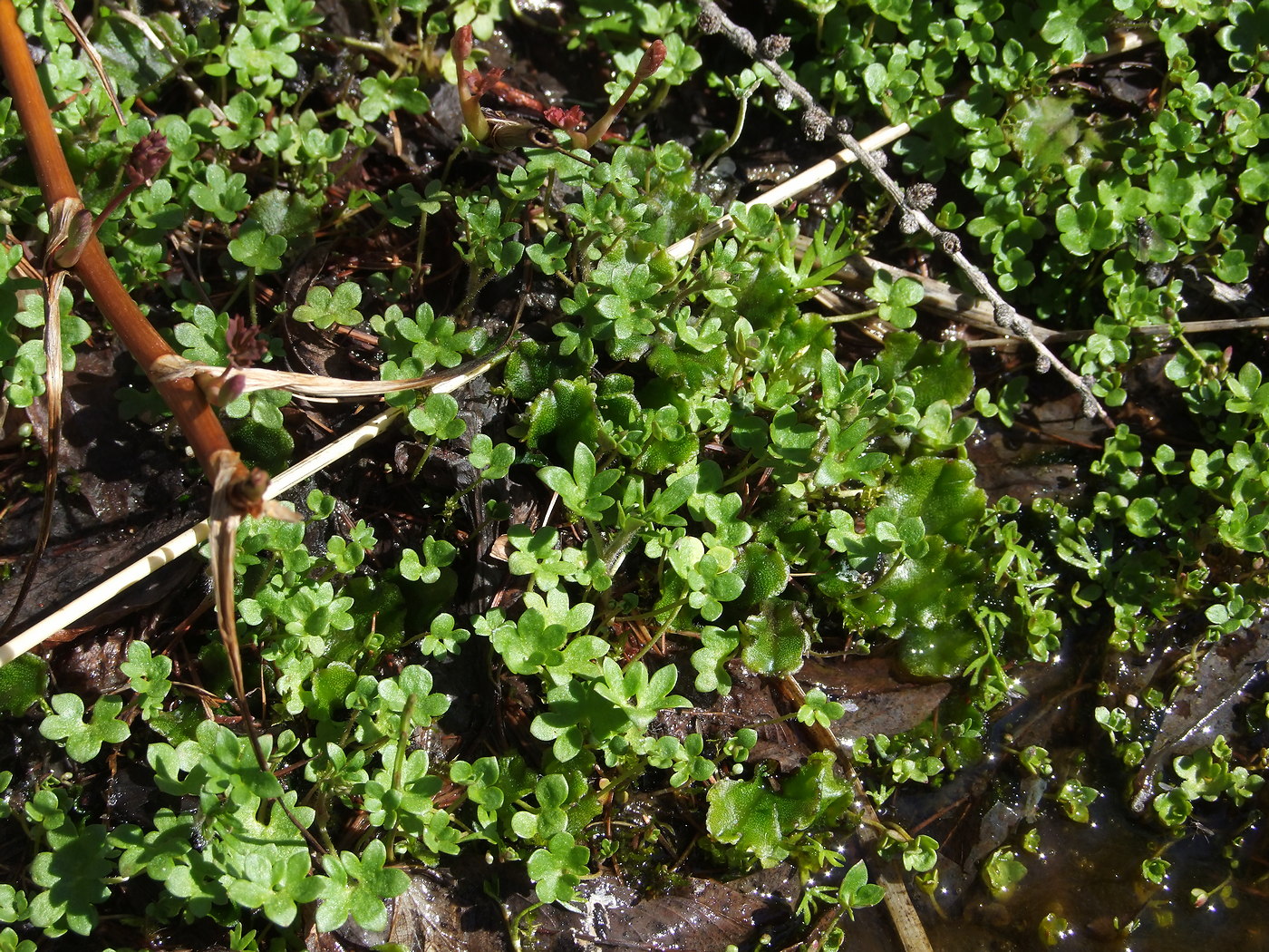 Изображение особи Saxifraga radiata.