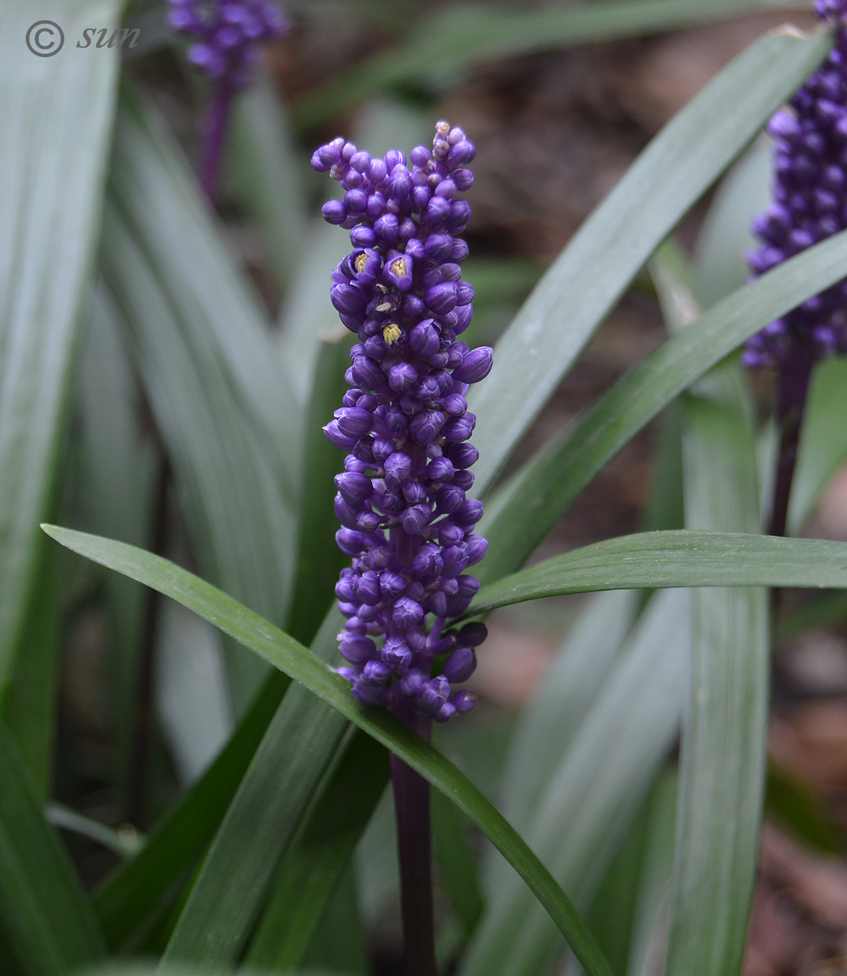 Изображение особи Liriope muscari.