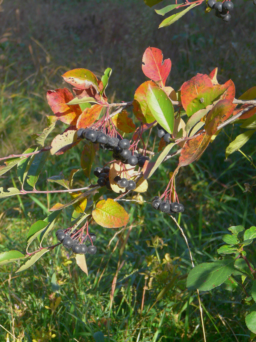 Image of &times; Sorbaronia mitschurinii specimen.