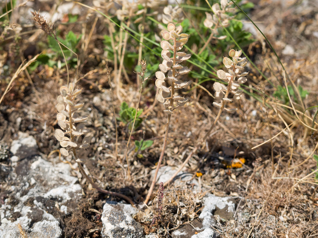 Изображение особи Alyssum hirsutum.