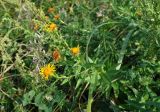 Inula britannica. Верхушка цветущего растения. Приморье, гор. округ Фокино, бухта Круглая, мыс Голый, приморский луг. 31.07.2021.