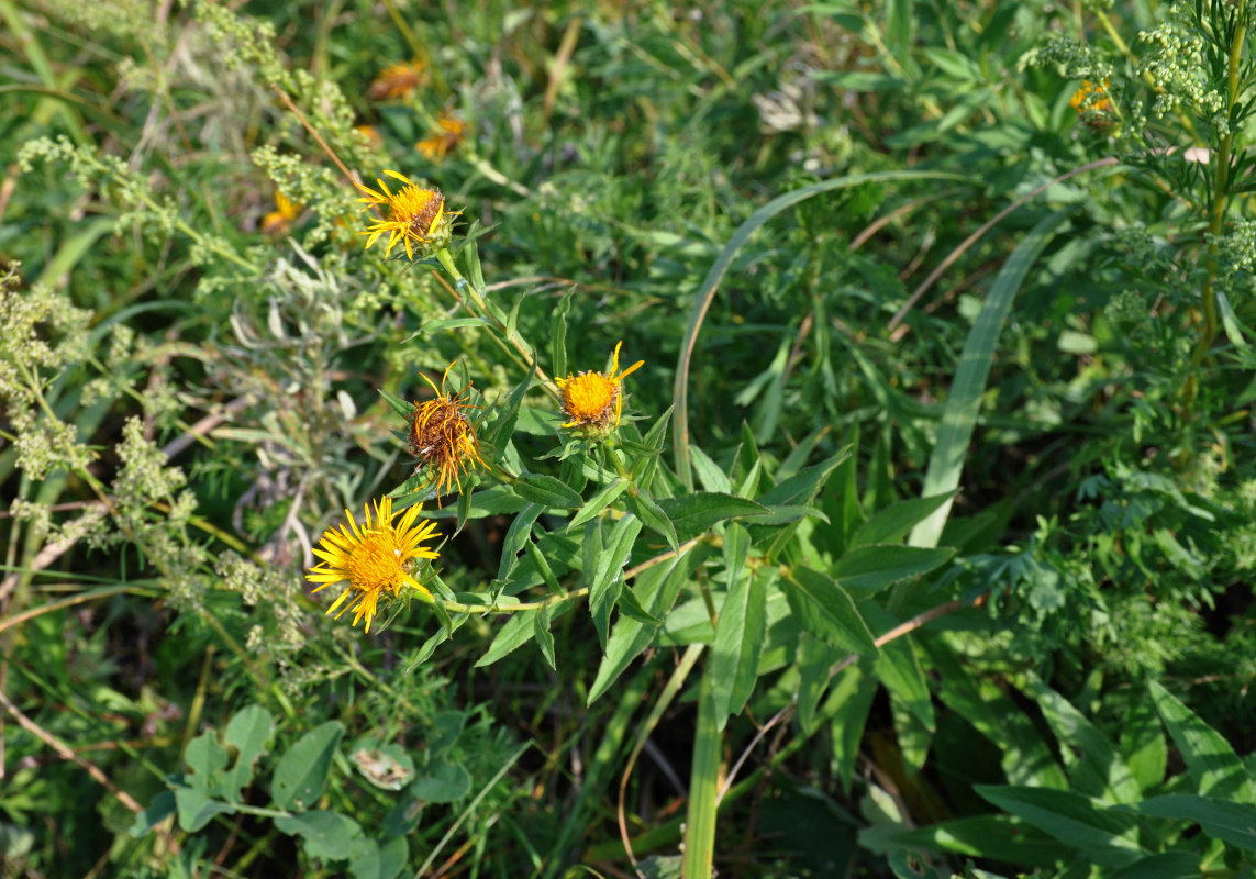 Изображение особи Inula britannica.