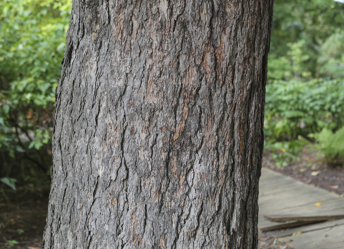 Image of Larix decidua specimen.