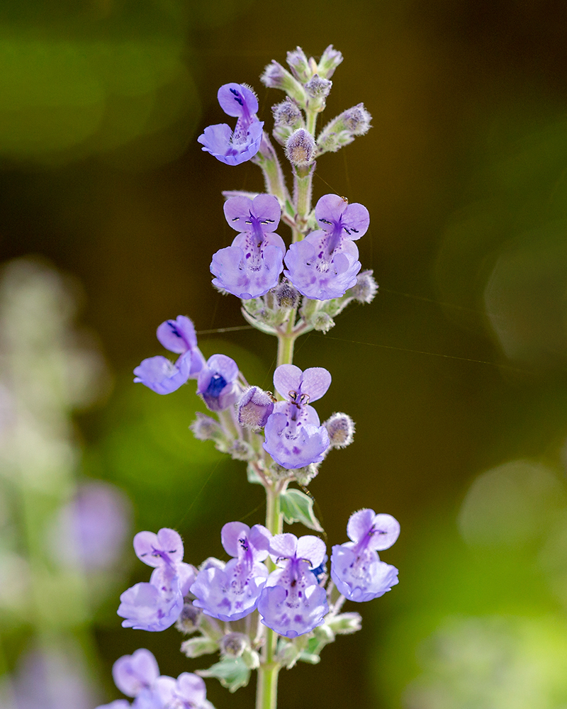 Image of Nepeta racemosa specimen.