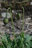 Papaver pseudocanescens