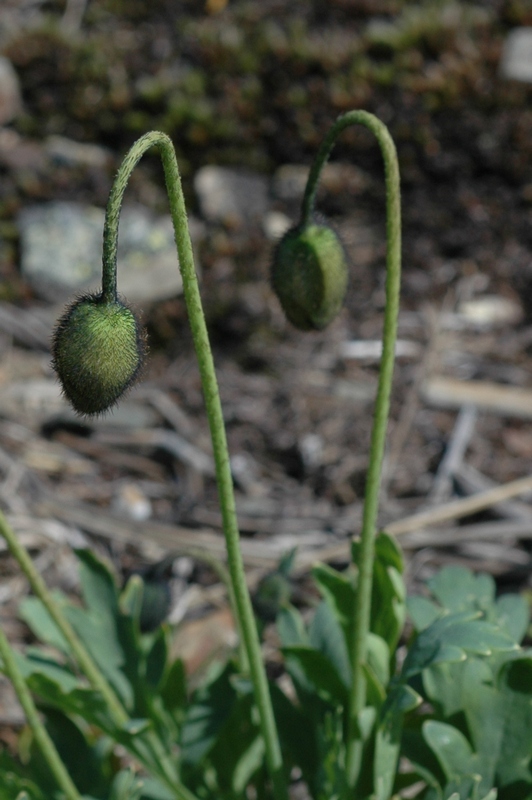 Изображение особи Papaver pseudocanescens.