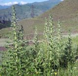 Echium biebersteinii