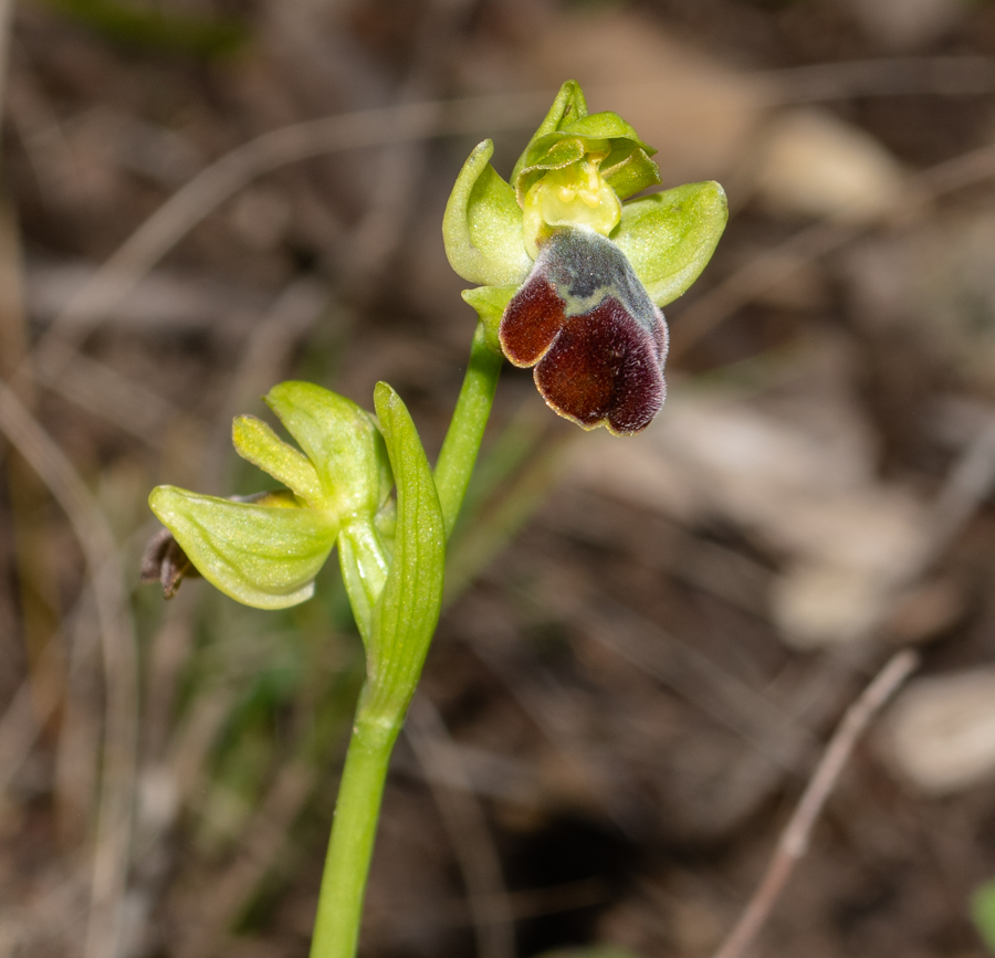 Изображение особи Ophrys omegaifera ssp. israelitica.