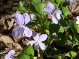 Viola sacchalinensis