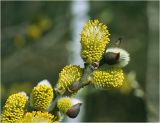 genus Salix