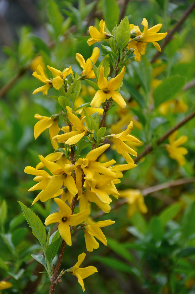 Image of Forsythia × intermedia specimen.