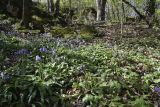 Scilla lilio-hyacinthus