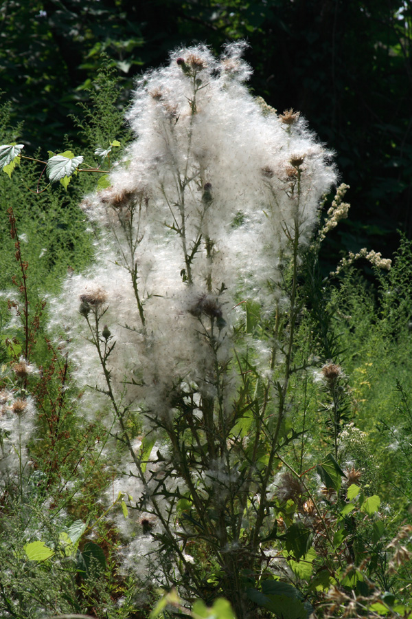 Изображение особи Cirsium vulgare.