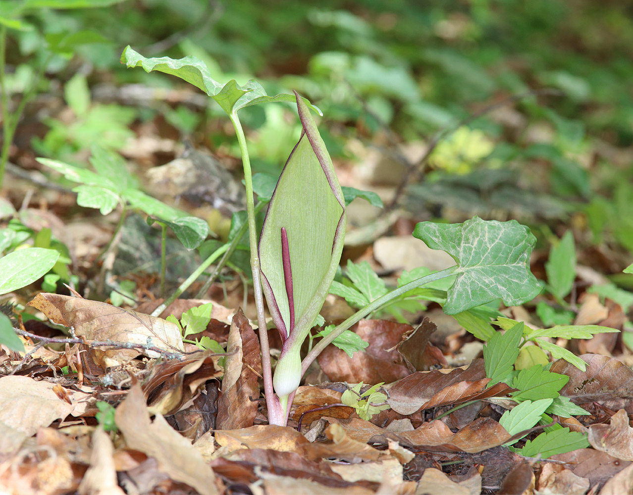 Изображение особи Arum amoenum.