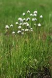 Eriophorum vaginatum. Плодоносящее растение. Приморский край, Ханкайский р-н, окр. с. Комиссарово, заболоченный луг. 20.05.2022.