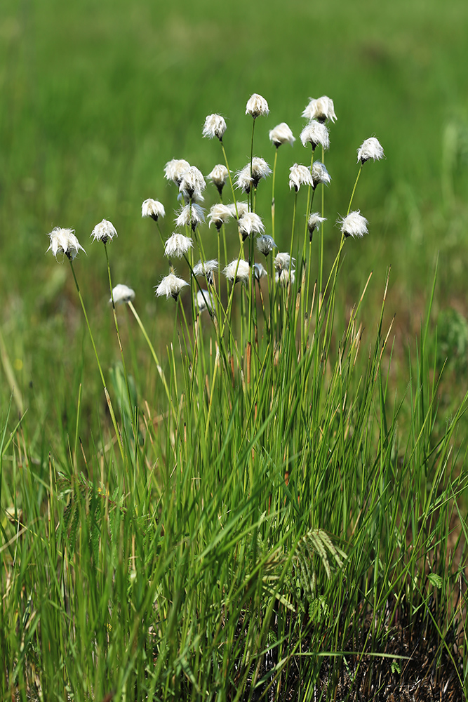 Изображение особи Eriophorum vaginatum.