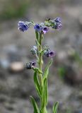 Cynoglossum creticum. Верхушка побега с соцветием. Дагестан, Магарамкентский р-н, окр. с. Приморский, песчаный пляж. 05.05.2022.