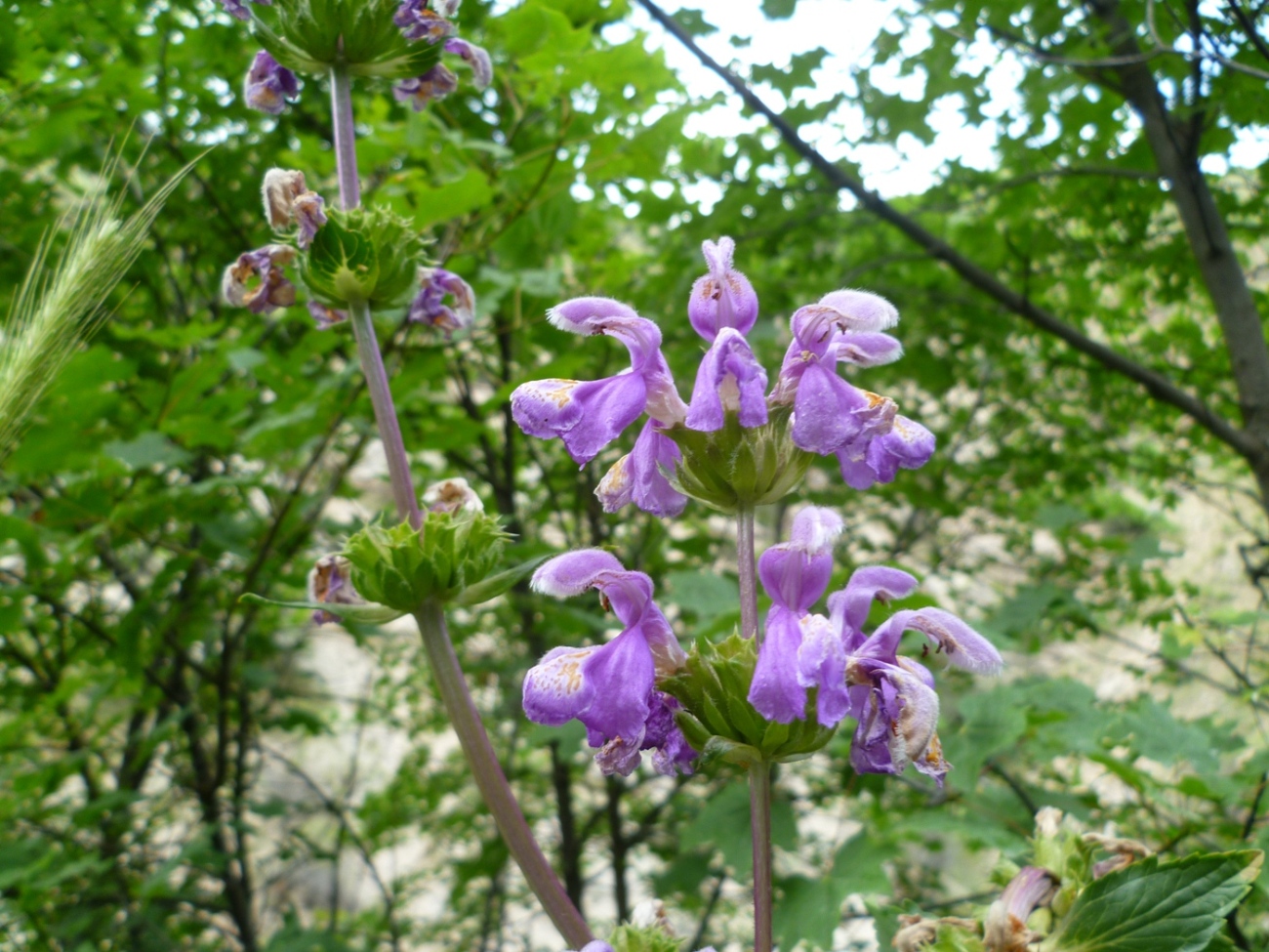 Image of Phlomoides lehmanniana specimen.
