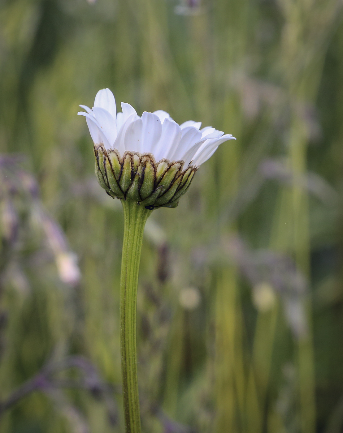 Изображение особи Leucanthemum vulgare.