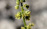 Reseda lutea