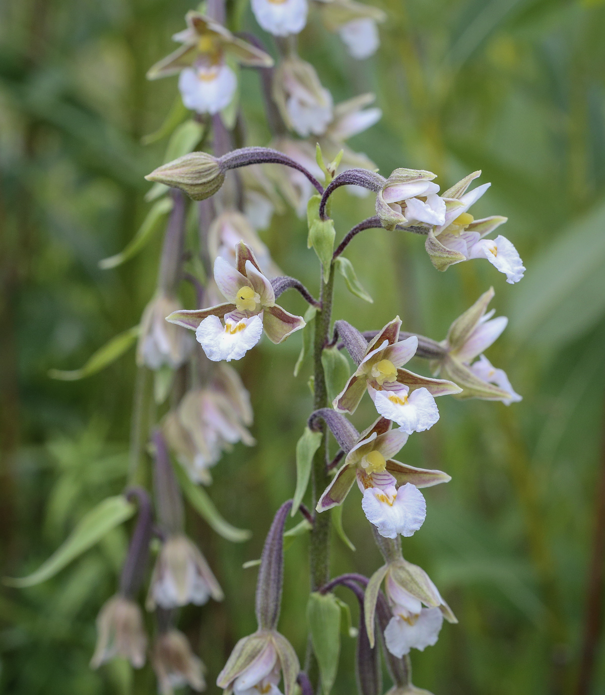 Image of Epipactis palustris specimen.