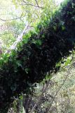 Hymenophyllum nephrophyllum. Спороносящие растения на стволе дерева. Новая Зеландия, р-н Манавату-Уангануи, заповедник \"Tupapakurua Falls\". 21.12.2013.