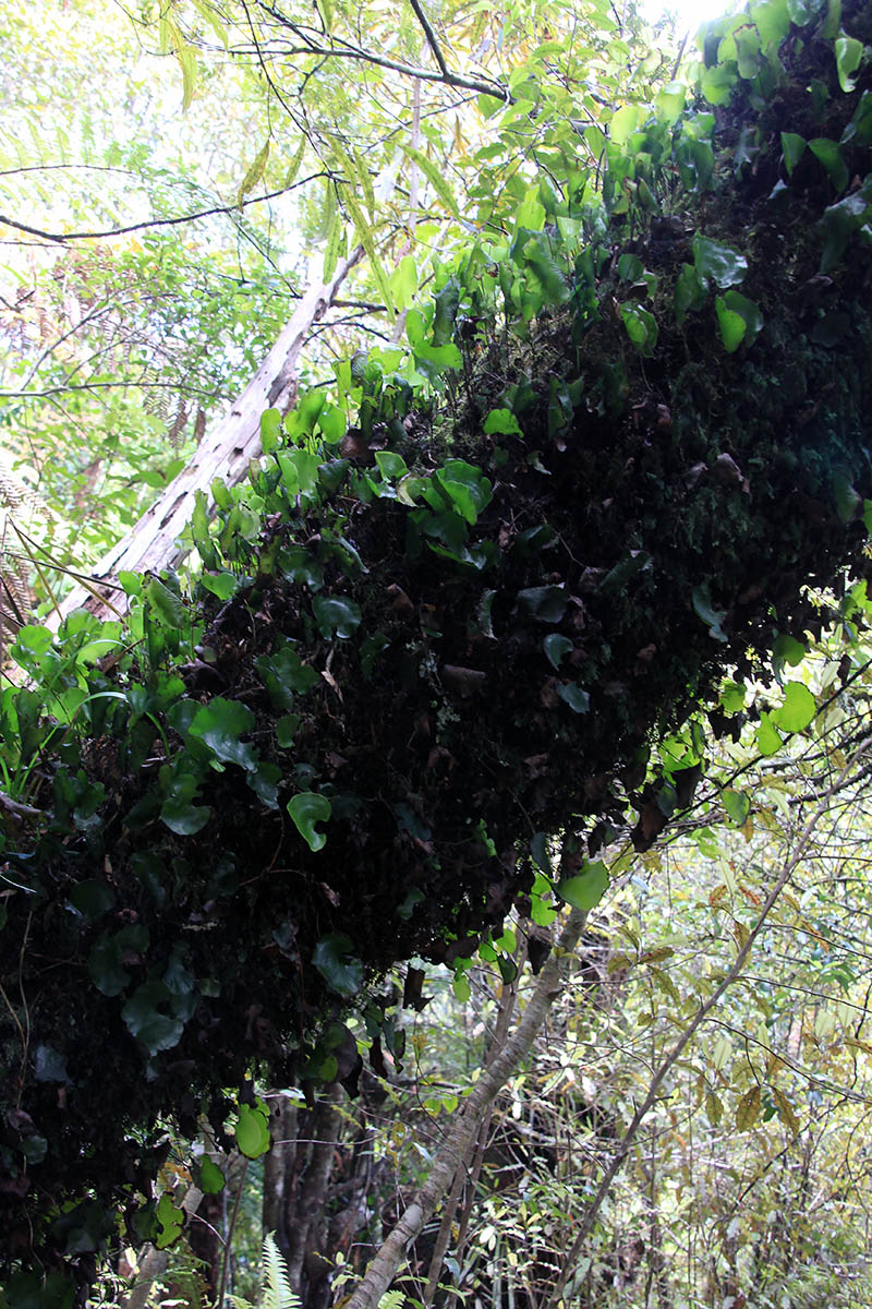 Image of Hymenophyllum nephrophyllum specimen.