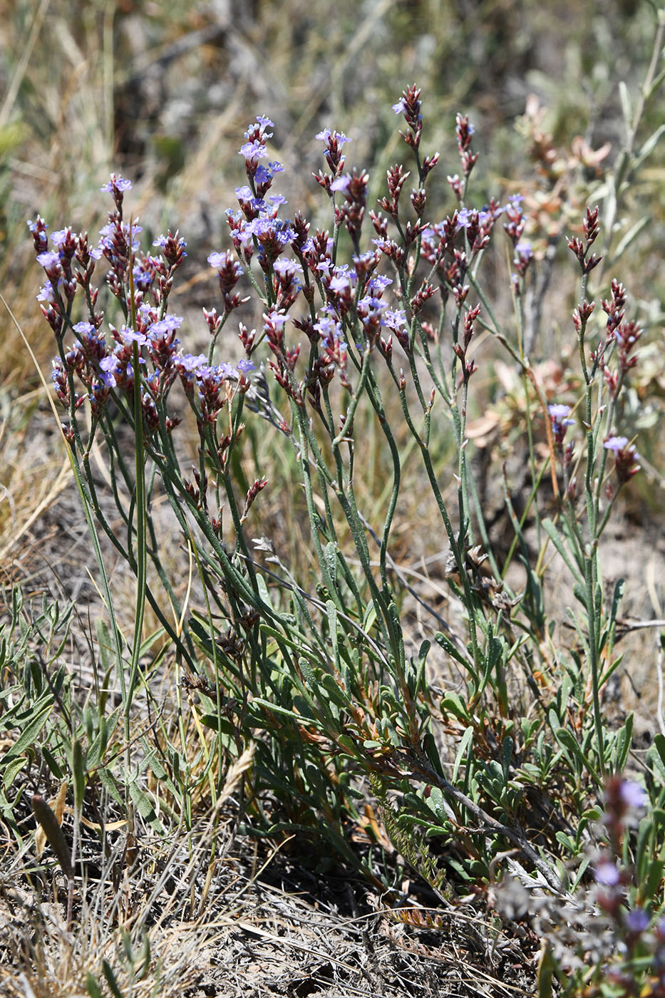 Изображение особи Limonium suffruticosum.